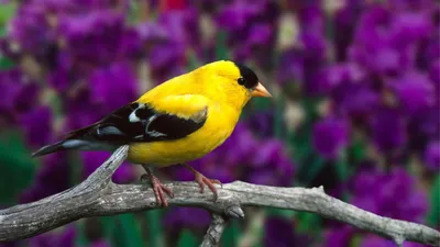 Желтая птица с красным клювом, Иволговые Стоковое Фото - изображение  насчитывающей взорвать, глаз: 139655130