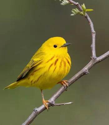 Лесные птицы желтого цвета - картинки и фото poknok.art