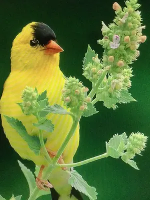 Птицы с желтой грудкой: названия, описание, ареал обитания - Animallist.ru