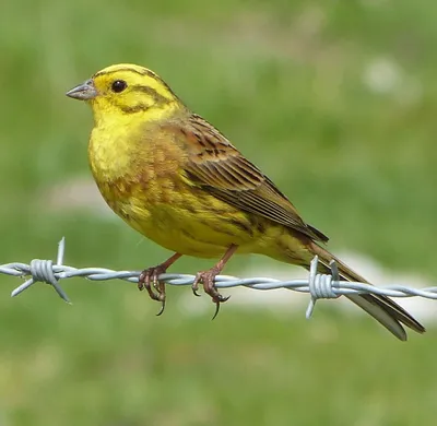 желтые птицы на ветке - онлайн-пазл