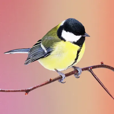 Летящая желтая птица · Бесплатные стоковые фото