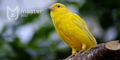 Птица Дулик-вааалей. Зелен-жёлтые …» — создано в Шедевруме