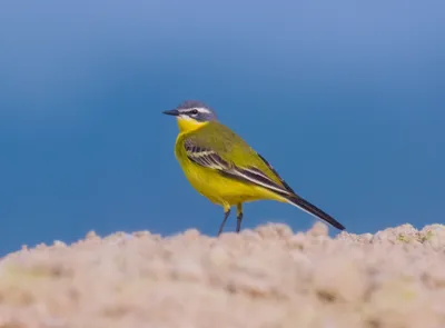 Яркая желтая птица стоковое изображение. изображение насчитывающей роста -  40822603