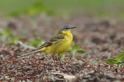 Фотография Жёлтая трясогузка (Motacilla flava) Птицы западного Кавказа |  Фотобанк ГеоФото/GeoPhoto | GetImages Group