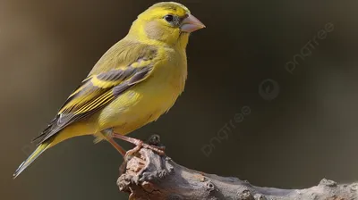 Фотографии птиц. Желтый воробей. - Животные и звери