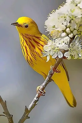 Птицы Дагестана, самые редкие и яркие из представителей