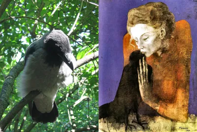 Гарпия Женщина-птица Мифологическое животное. летающая женщина. Бе  Векторное изображение ©MaryValery 329347810