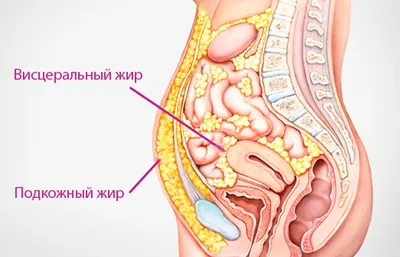 Что такое висцеральный (или внутренний) жир и в чем его опасность? |  ВКонтакте