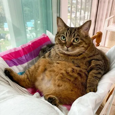 Очень жирный кот - картинки и фото koshka.top
