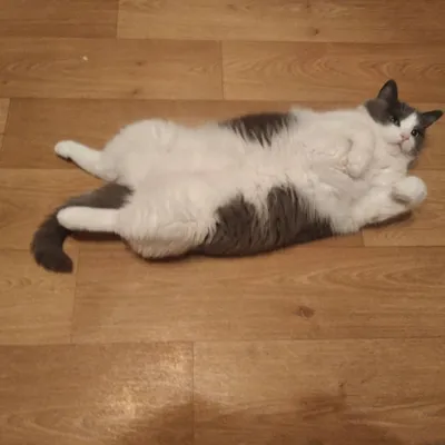 Милые жирные коты» — создано в Шедевруме