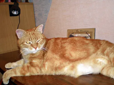 Жирные коты: carabaas — LiveJournal