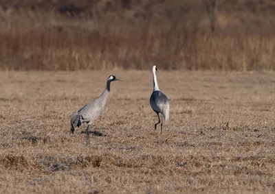 ФотоБлог Торгачкин Игорь Петрович © Igor Torgachkin: Серый журавль / Grus  grus / Common Crane