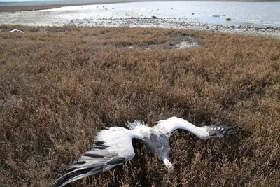 Редкую птицу спасли на базе отдыха на востоке Казахстана