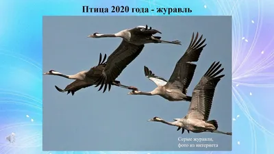 Семейство Журавли (Gruidae) | это... Что такое Семейство Журавли (Gruidae)?