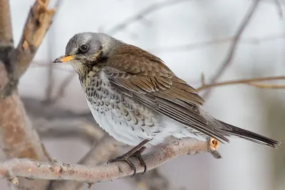 What birds stay for the winter? - YouTube