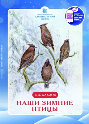 Красивые зимние птицы