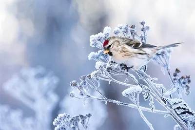 городские птицы | Wild Nature Photo