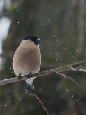 День зимующих птиц России: bibkniga31 — LiveJournal