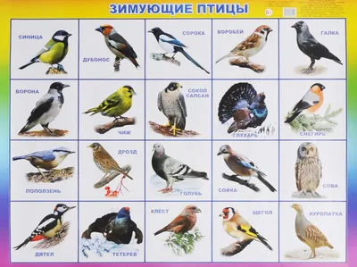Зимующие птицы Подмосковья (много фото) - oboyplus.ru