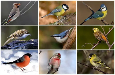 Птицы Подмосковья зимой (с множеством фото) - treepics.ru