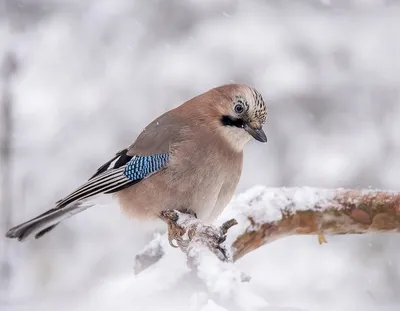 Удивительные кормушки для зимних птиц: фото в png или webp формате |  Зимующие птицы москвы и подмосковья Фото №545162 скачать