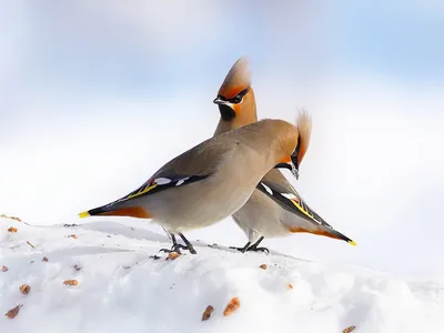 Картинки зимние птицы подмосковья (50 фото) » Юмор, позитив и много смешных  картинок