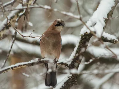 городские птицы | Wild Nature Photo