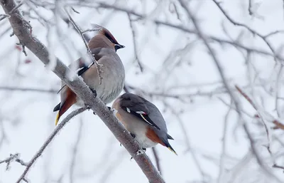 Птицы подмосковья зимой - 72 фото
