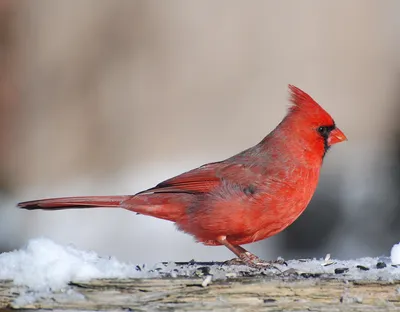 Зимующие птицы средней полосы - 64 фото