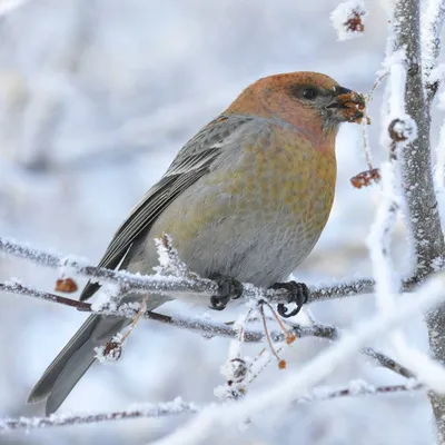 Увидела в Сибири незнакомых птиц: местные называют их финскими попугаями |  Соло - путешествия | Дзен