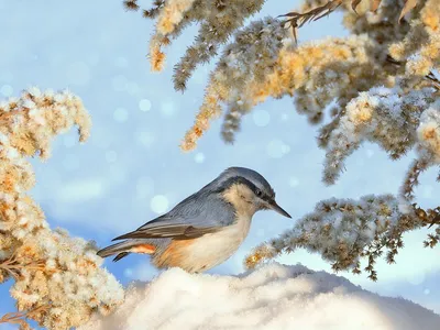 Лесные птицы Сибири - фото и картинки: 74 штук