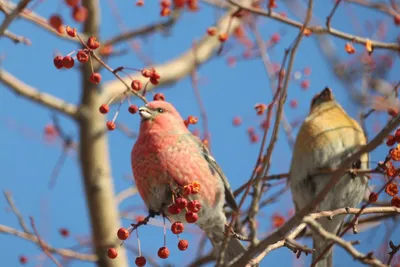 городские птицы | Wild Nature Photo