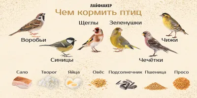 Зимние птицы Сибири - фото и картинки: 63 штук