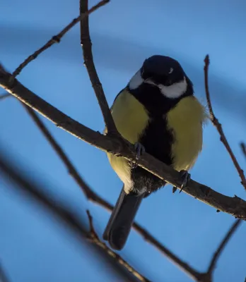 природная акция \"Покормите птиц зимой - 2020\" » Национальный парк  «Нечкинский»
