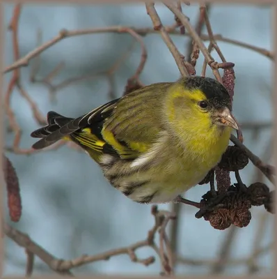 Зимующие на Ставрополье птицы | ОБЩЕСТВО:Экология | ОБЩЕСТВО | АиФ  Ставрополь