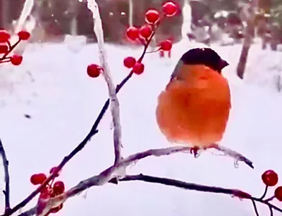Как называются птицы, которые остаются на зиму в наших краях?