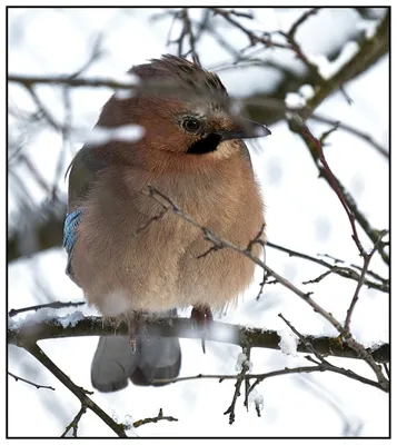 Что за птица поет в Лондоне зимой по ночам? - ZIMA Magazine