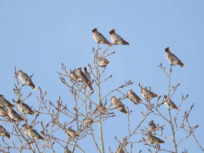 Зимние гости: редкий вид птиц находит спасение на Тузловских лиманах
