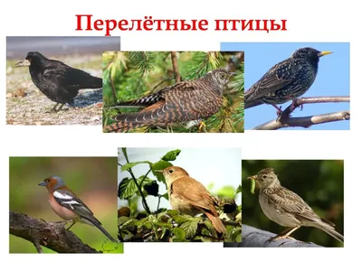 https://treepics.ru/11983-zimuiushhie-pticy