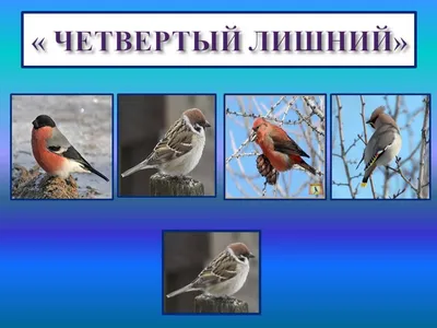 Стартовал Третий интернет-конкурс «Птицы Башкирии»
