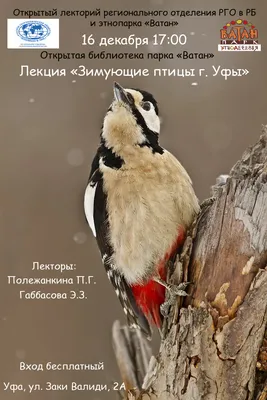 Открытая лекция о зимующих птицах Башкирии - Атлас птиц Уфы
