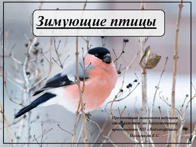 Птицы юга россии - 76 фото