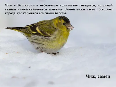 Акция «Весенняя перекличка-2022» в Республике Башкортостан - Атлас птиц Уфы