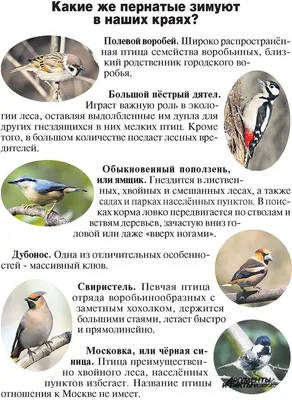 Экологическая викторина «Зимующие птицы». 2022, Белорецкий район — дата и  место проведения, программа мероприятия.