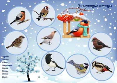 Мониторинг численности зимующих птиц в Ленинградской области зимой  2020-2021 гг.