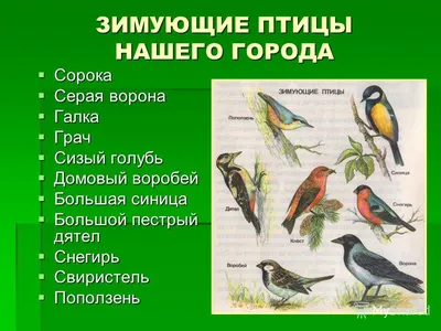 Годичное собрание Башкирского отделения Союза охраны птиц России - Атлас  птиц Уфы