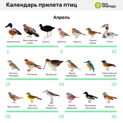 Весенняя перекличка-2020» – варакушка - Атлас птиц Уфы