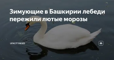 Россельхознадзор по Башкирии сообщил о запрете на ввоз птицы из Франции,  Венгрии и Молдовы