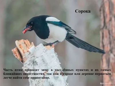Перелетные птицы Башкортостана (68 фото)
