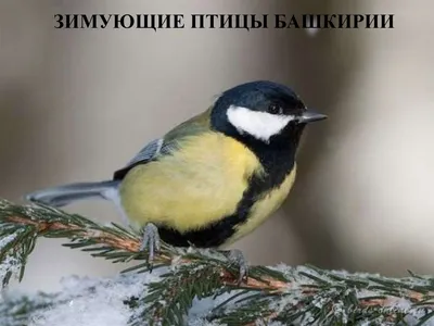 Зимующие птицы Башкирии - презентация онлайн